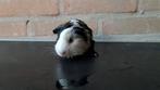 Jonge cavia's, Cavia, Augustus, Meerdere dieren, Tam