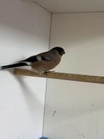 Losse noorse goudvink poppen, Dieren en Toebehoren, Vogels | Overige Vogels, Vrouwelijk, Wildzangvogel, Geringd