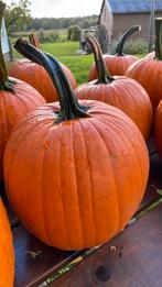 Halloween Pompoenen, Eetbare pompoenen en Kalebassen., Ophalen, Herfst, Eenjarig