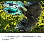 Galaxy Blue tail guppen 100% kleurzuiver, Dieren en Toebehoren, Vissen | Aquariumvissen, Vis