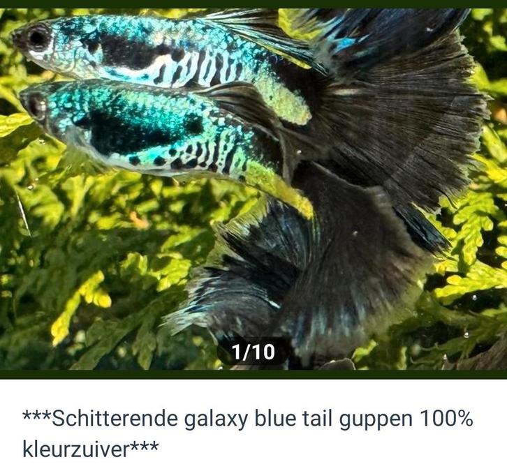 Galaxy Blue tail guppen 100% kleurzuiver, Dieren en Toebehoren, Vissen | Aquariumvissen, Vis