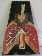 antiek anatomisch model longen jaren 30 ! 5AG, Verzenden