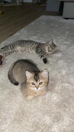 Britse korthaar, Dieren en Toebehoren, Katten en Kittens | Raskatten | Korthaar