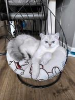 Dekker kater, Dieren en Toebehoren, Katten en Kittens | Raskatten | Korthaar, Kater, Met stamboom