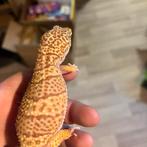 Luipaard gekko, Dieren en Toebehoren, Reptielen en Amfibieën, Hagedis, 3 tot 6 jaar