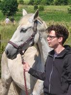 Op zoek naar een super sterren plek voor mijn lieve paard, Dieren en Toebehoren, Paarden, Ruin, Zadelmak, Ontwormd, 11 jaar of ouder