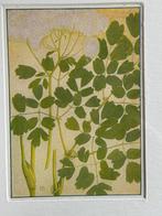 Thalictrum Aquilegifolium - 1910 - Akeleiruit, Ophalen of Verzenden