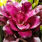 Spectaculaire Bromelia's, voor zowel terrarium als venster, Dieren en Toebehoren, Reptielen en Amfibieën, Amfibie, 0 tot 2 jaar
