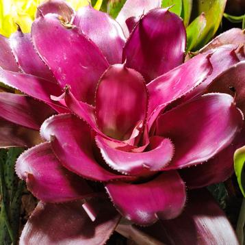 Spectaculaire Bromelia's, voor zowel terrarium als venster beschikbaar voor biedingen