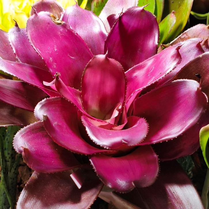 Spectaculaire Bromelia's, voor zowel terrarium als venster, Dieren en Toebehoren, Reptielen en Amfibieën, Amfibie, 0 tot 2 jaar