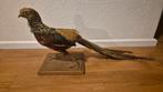 Opgezette fazant, Ophalen of Verzenden, Vogel, Opgezet dier