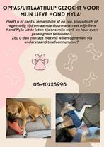 Honden oppas Ommen gezocht, Overige vormen