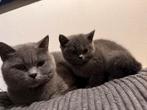 Britse korthaar kittens nog 1 vrouwtje beschikbaar, Dieren en Toebehoren, Poes
