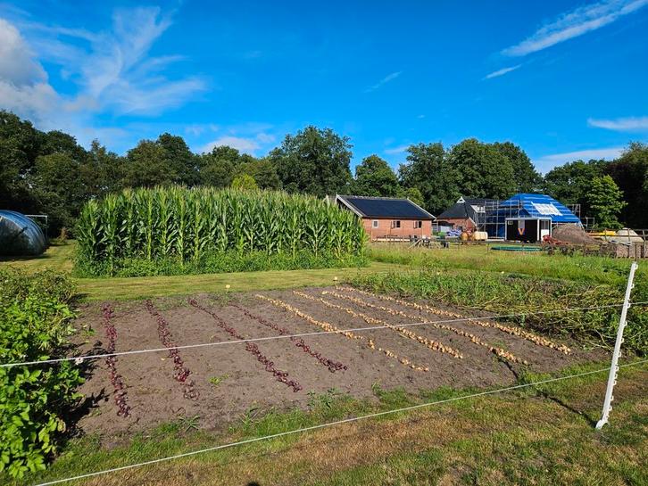 BIOLOGISCH geteelde uien te koop ui uien siepel siepels, Tuin en Terras, Planten | Tuinplanten, Eenjarig, Overige soorten, Volle zon