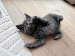 Ragdoll kittens X europese korthaar, Dieren en Toebehoren, Meerdere dieren, Ontwormd