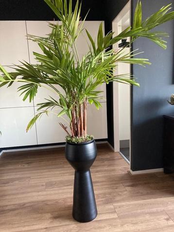 Hoge grote bloempot beschikbaar voor biedingen