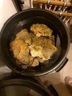 Levend steen zeeaquarium, Dieren en Toebehoren, Vissen | Aquaria en Toebehoren, Ophalen, Gebruikt, Plant(en), Steen of Hout