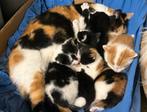 5 prachtige kittens, Dieren en Toebehoren, Katten en Kittens | Overige Katten, Meerdere dieren, 0 tot 2 jaar