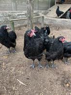 Australorp haan, Dieren en Toebehoren, Pluimvee, Mannelijk, Kip