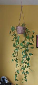 Plants, Ophalen, Overige soorten, Minder dan 100 cm