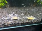 Witte Japonica of amano garnalen te koop, Dieren en Toebehoren, Kreeft, Krab of Garnaal