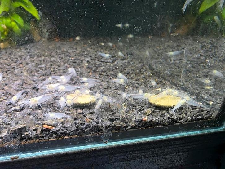 Witte Japonica of amano garnalen te koop, Dieren en Toebehoren, Vissen | Aquariumvissen, Kreeft, Krab of Garnaal