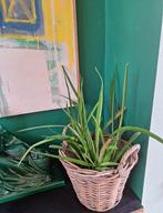 Sanseveria stekjes in mand, Huis en Inrichting, Overige soorten, In pot, Ophalen, Groene kamerplant