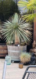 Yucca Rostrata in wiskyvat op trolly, Tuin en Terras, Planten | Bomen, Overige soorten, 100 tot 250 cm, Zomer, Ophalen