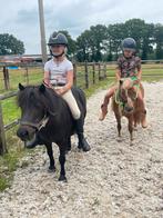 Brave zwarte Shetlander kinderpony, Dieren en Toebehoren, Merrie, A pony (tot 1.17m), 7 tot 10 jaar, Onbeleerd