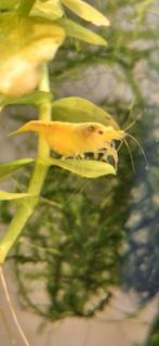 Gele citroen garnalen, Yellow neon backstripe, Dieren en Toebehoren, Vissen | Aquariumvissen, Kreeft, Krab of Garnaal, Zoetwatervis