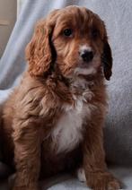 Zeer mooie cockapoo pups, Dieren en Toebehoren, CDV (hondenziekte), 8 tot 15 weken, Meerdere, Meerdere dieren