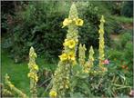 Zaden Verbascum thapsus, Verzenden, Volle zon