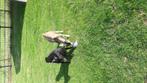 Geitenbokje, Dieren en Toebehoren, Schapen, Geiten en Varkens, Mannelijk, Geit, 0 tot 2 jaar