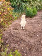 Padua kuifhoen krulhaan, Dieren en Toebehoren, Pluimvee, Mannelijk, Kip