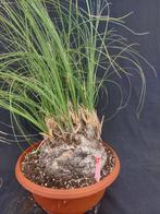 Calibanus hookeri 25, caudex 22 cm, hoogte 75 cm, Ophalen, Vaste plant, Overige soorten, Halfschaduw