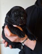 Prachtig nest, raszuivere Cane Corso pups geboren!, Overige rassen, 8 tot 15 weken, Meerdere, Meerdere dieren