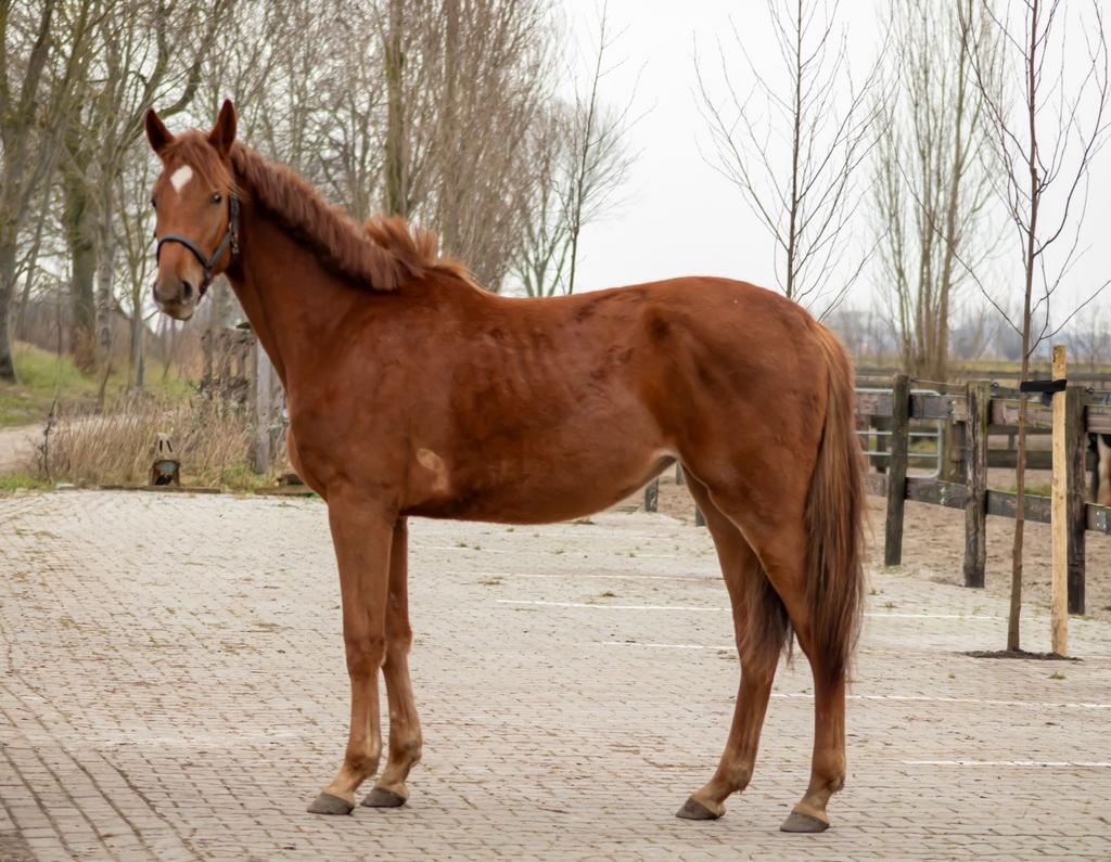 2-jarige merrie Drummer 2000 TN x IT’S OTTO, Dieren en Toebehoren, Paarden, Merrie, Onbeleerd, 160 tot 165 cm, 0 tot 2 jaar, Springpaard