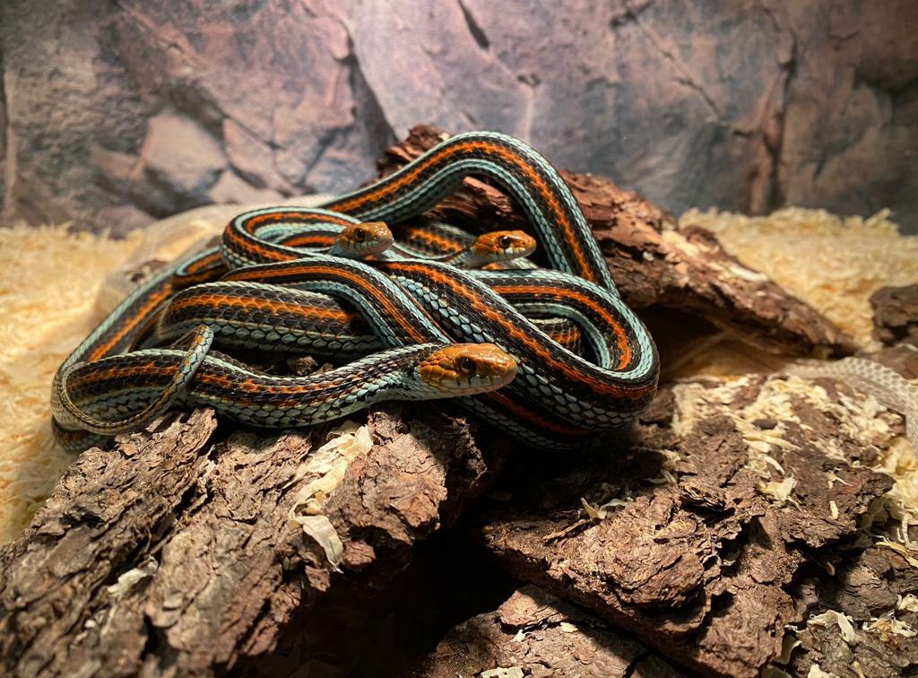 Op zoek naar Thamnophis, Natrix, Dieren en Toebehoren, Reptielen en Amfibieën, Slang, 0 tot 2 jaar