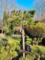 Pinus Peuce op stam - 2 meter+, Ophalen