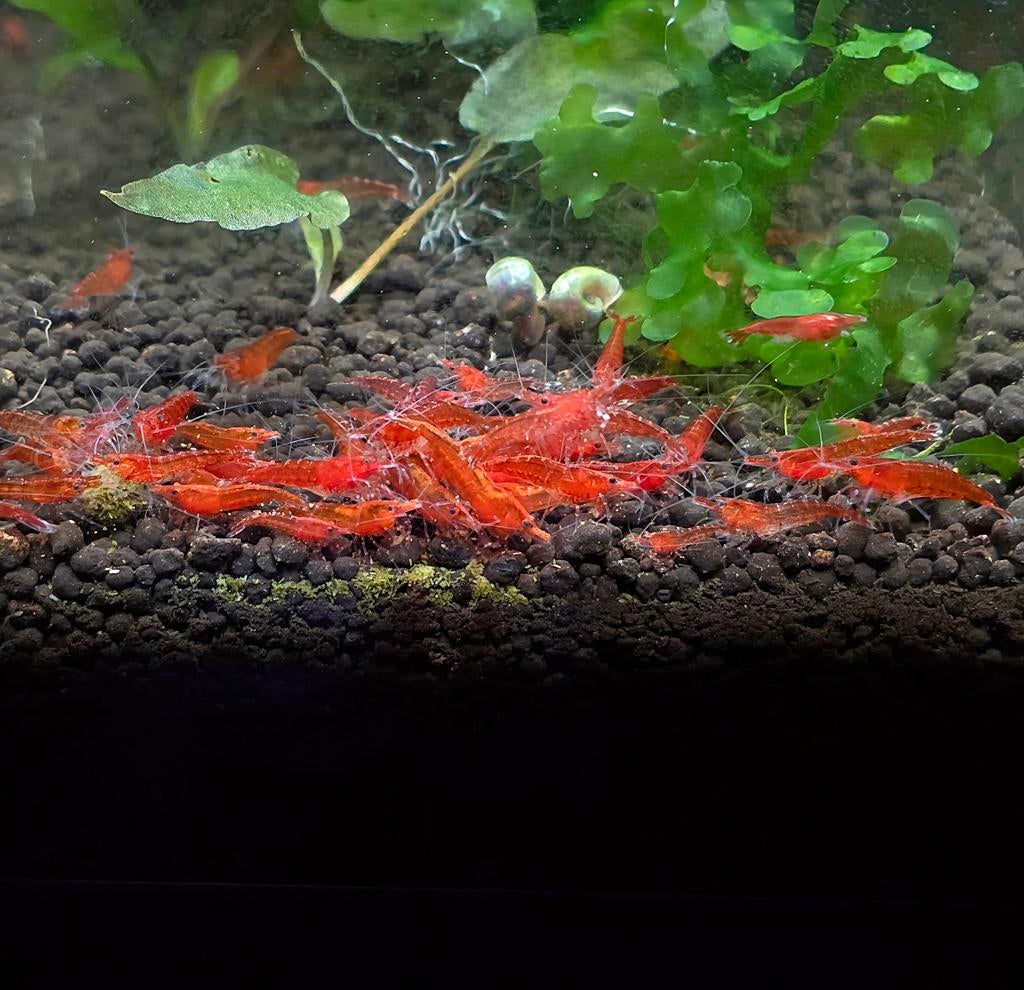 Neocaridina Bloody Mary garnalen, Kreeft, Krab of Garnaal, Zoetwatervis