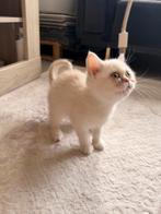 Britse korthaar, Dieren en Toebehoren, Poes