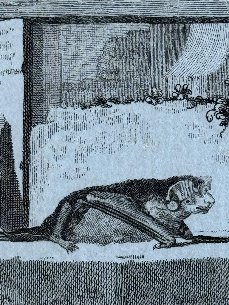 Chauve - souris etrangeres Vleermuis / Buffon 1770 - P0746, Antiek en Kunst, Ophalen of Verzenden, Ets, 1700 - 1799