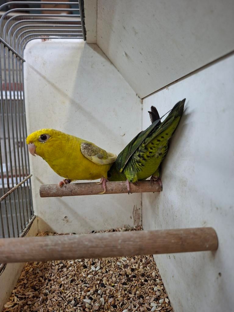 Koppel catharina parkieten, Dieren en Toebehoren, Vogels | Parkieten en Papegaaien, Meerdere dieren, Parkiet, Geringd