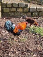 Araucana x Satsumadori vechthoen x Marans broedeieren, Dieren en Toebehoren, Pluimvee, Mannelijk, Kip