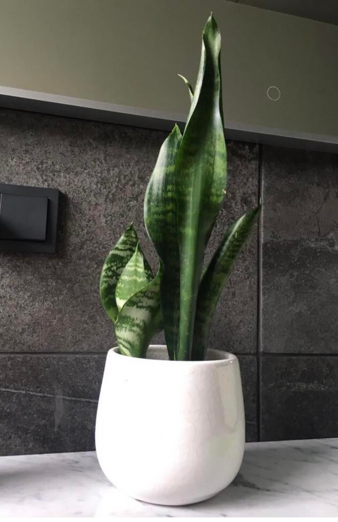 Vintage bloempotten met biologische kamerplanten, Rond, Binnen, Ophalen of Verzenden, Zo goed als nieuw