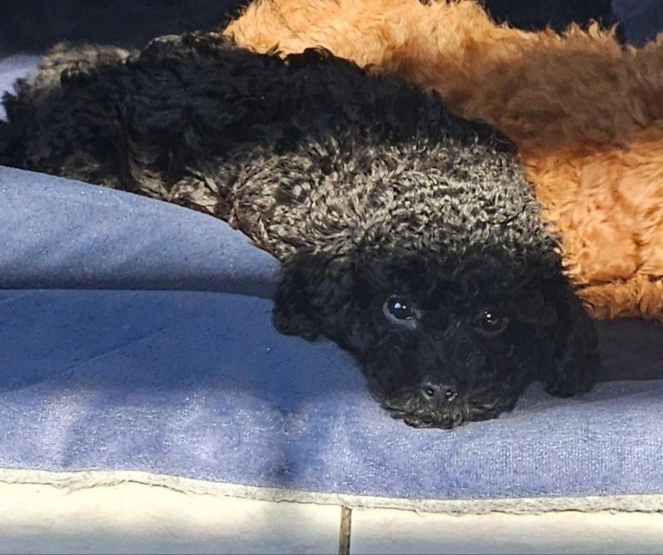 Toy Poedel, Poedel, 15 weken tot 1 jaar, Meerdere, Meerdere dieren