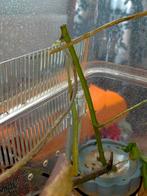 Wandelende takken GRATIS!!!, Wandelende tak