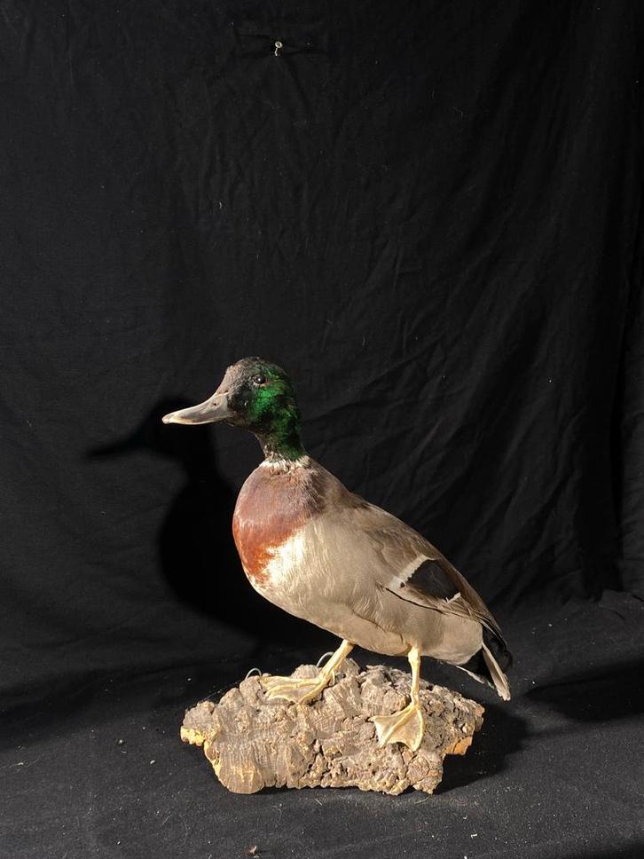 Prachtig opgezette wilde eend - Decoratie, Verzamelen, Dierenverzamelingen, Zo goed als nieuw, Opgezet dier, Vogel, Ophalen of Verzenden