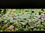 Kikkerbeet, mooie volle drijfplanten, Dieren en Toebehoren, Ophalen, Nieuw