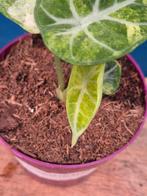 Alocasia Ninja Variegata p10, Ophalen of Verzenden, Halfschaduw, Minder dan 100 cm
